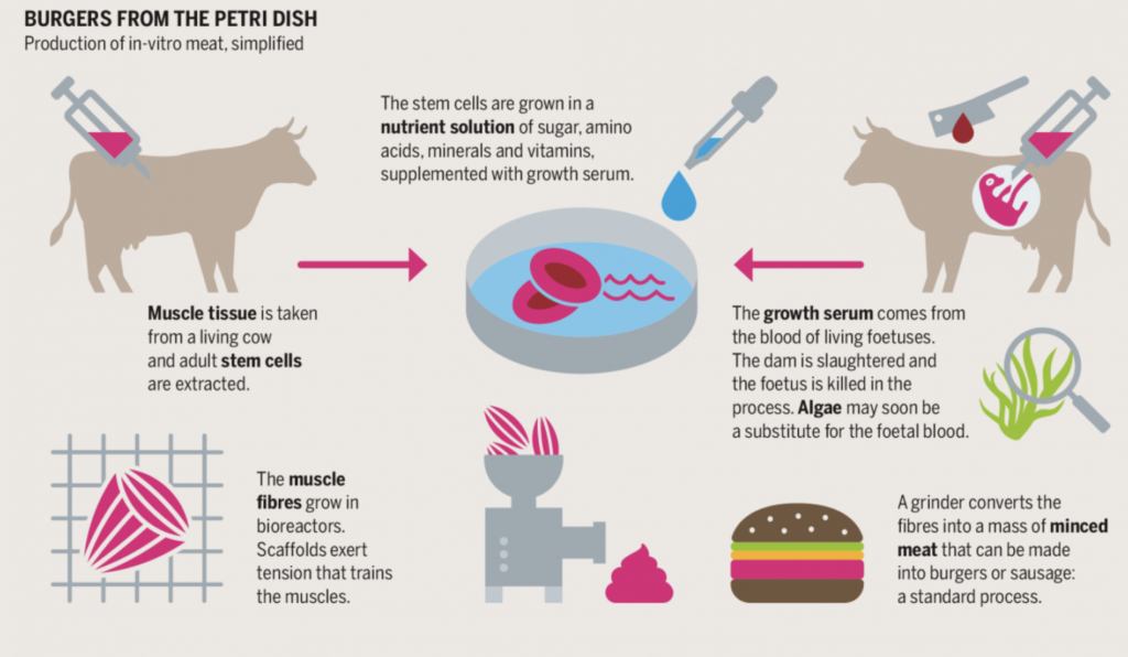 Challenges and Limitations: 

While the potential benefits of cultured meat are significant, there are also challenges and limitations to its development.